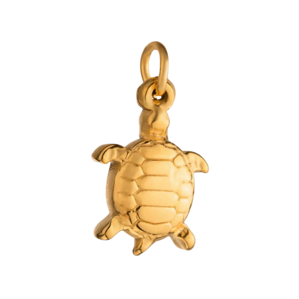 Tortue charme